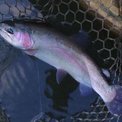 意外と釣れるぞ ～大安トラウトレイク～